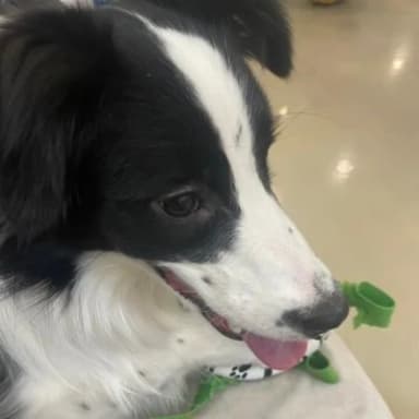 카토 프로필 이미지