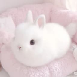 히요리 프로필 이미지
